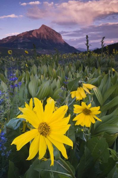 CO, Crested Butte Flowers by Mt Crested Butte